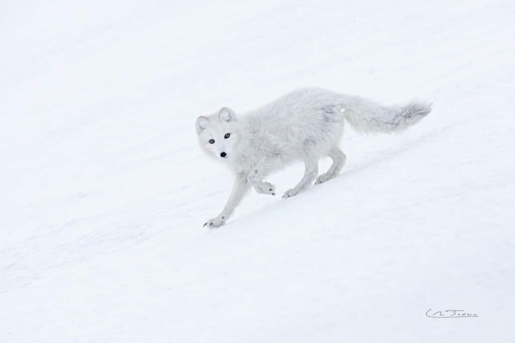 Renard polaire (Vulpes lagopus) // Arctic fox