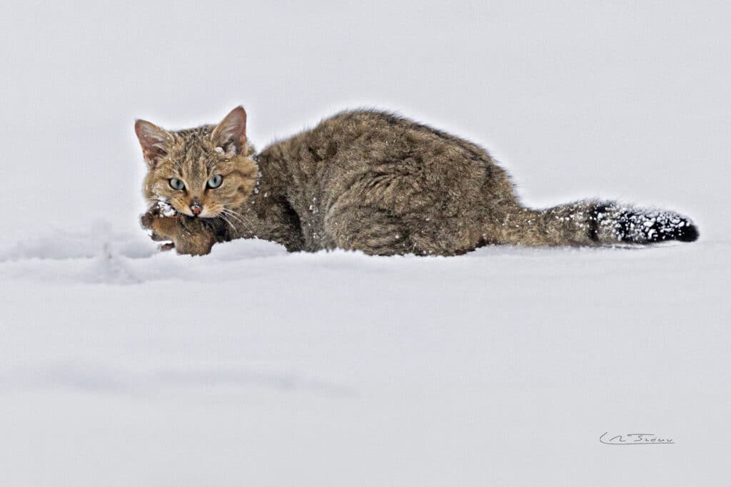 Chat sauvage (Felis silvestris) vient de capturer un campagnol // Wild cat just caught a vole