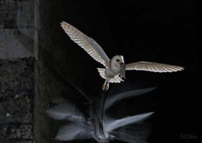 Effraie des clochers (Tyto alba) de retour de la chasse avec un campagnol // Western Barn Owl back from hunting with a vole