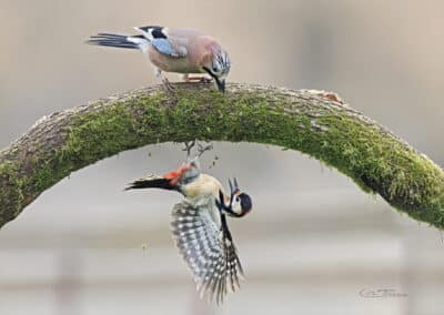 Geai des chêne (Garrulus glandarius) et Pic épeiche; (Dendrocopos major) en combats // Eurasian Jay and Great Spotted Woodpecker