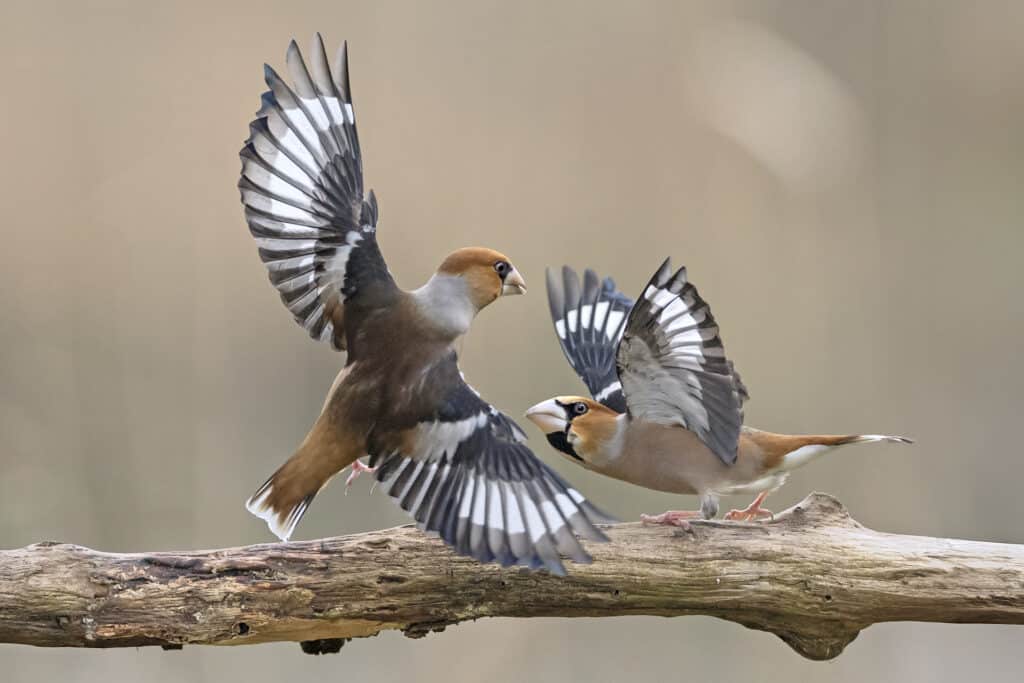 Gros-bec casse-noyaux; (Coccothraustes cocothraustes) se battent pour de la nourriture // Hawfinch fight for food