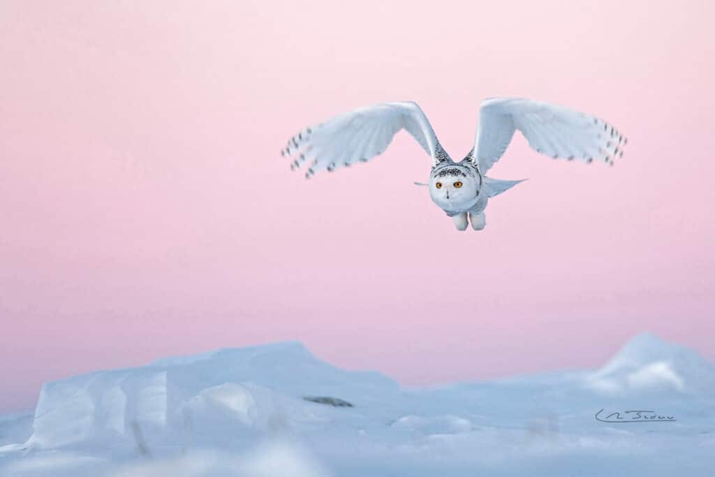 Harfang des neiges; Nyctea scandiaca; BBC 2007 // Snowy owl; Nyctea scandiaca; BBC 2007