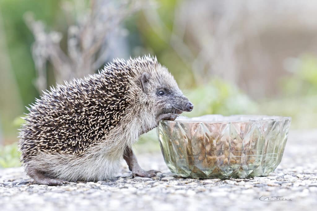 Hérisson d'Europe (Erinaceus europaeus) intéressé par la gamelle du chat