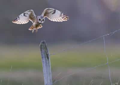 Hibou des marais; (Asio flammeus) en chasse // Short-eared Owl; (Asio flammeus)