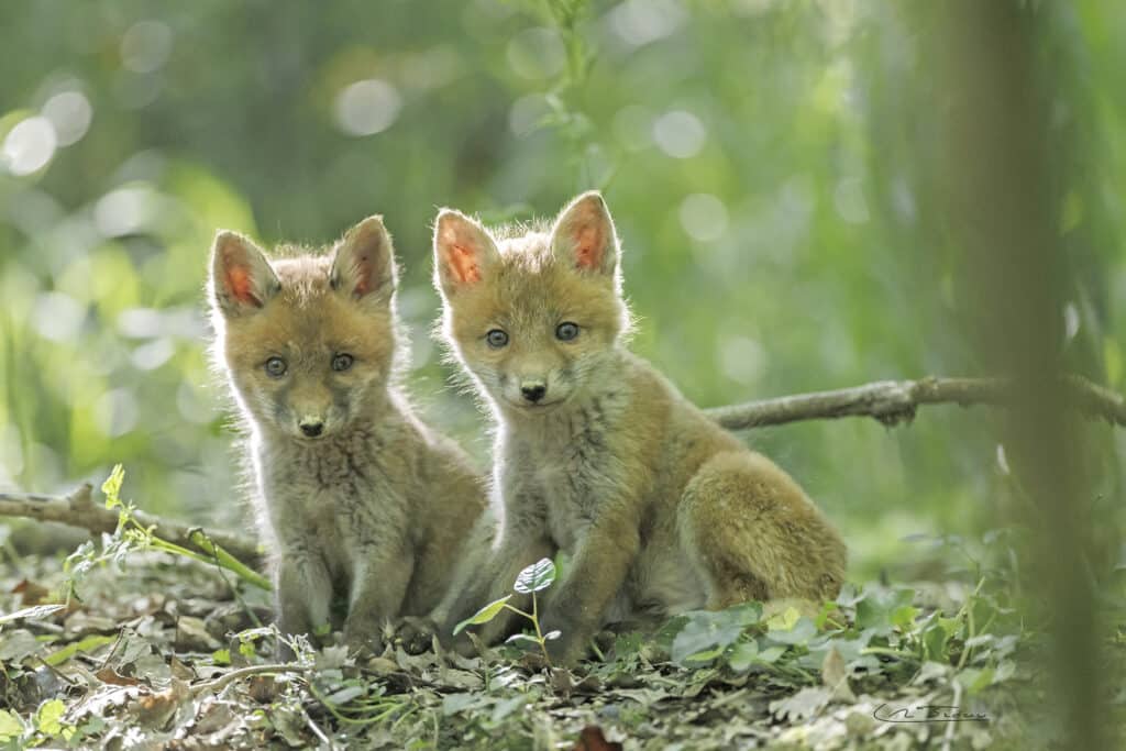 Renard roux; (Vulpes vulpes) Renardeaux tout juste sortis du terrier // Red fox; (Vulpes vulpes) Foxes just out of the burrow