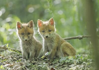 Renard roux; (Vulpes vulpes) Renardeaux tout juste sortis du terrier // Red fox; (Vulpes vulpes) Foxes just out of the burrow